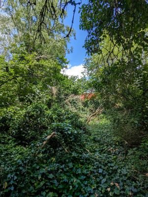 Waldweg zum Haus