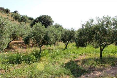 Sporaden Bauernhöfe, Landwirtschaft, Sporaden Forstwirtschaft