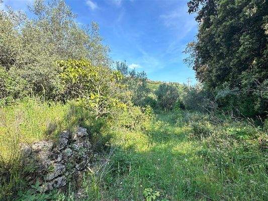 Olivenhain Massa Marittima