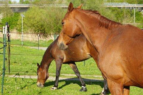 Eppingen Häuser, Eppingen Haus kaufen
