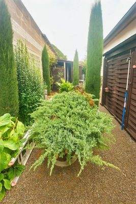 Garten hinter dem Haus