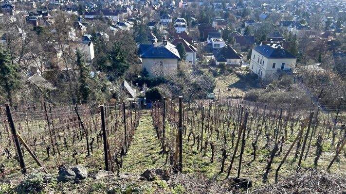 Blick vom Weinberg zum Wohnhaus
