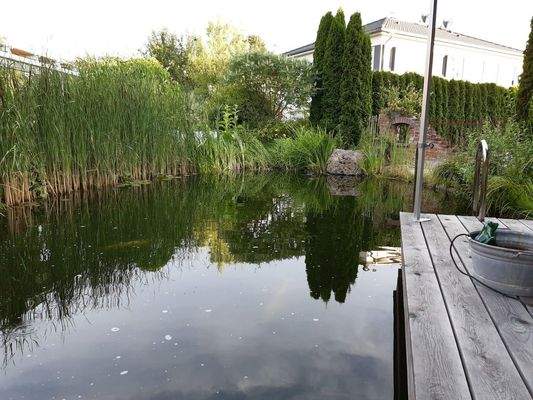 Blick über den Teich