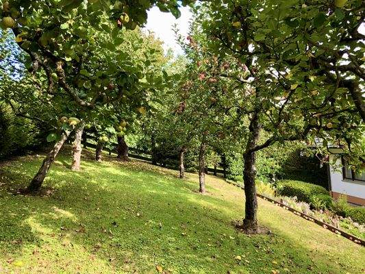 Gartendetail im Sommer