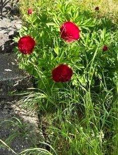 .. wenn alles blüht !