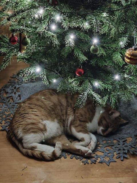 Chemnitz Häuser, Chemnitz Haus kaufen