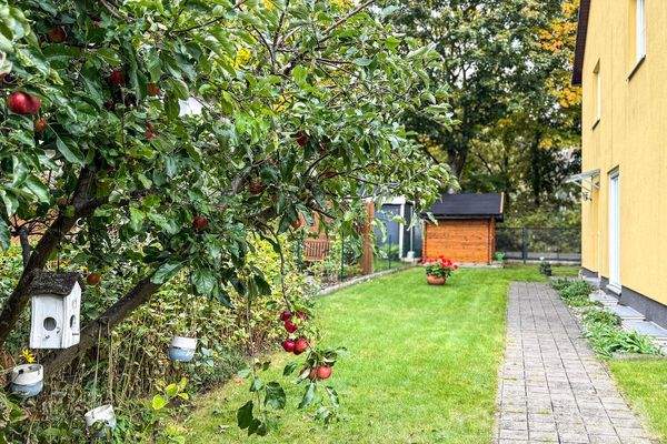 Apfelbaum im Garten und Zuweg zum Haus