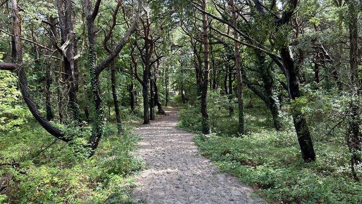 Direkt im Küstenwald gelegen
