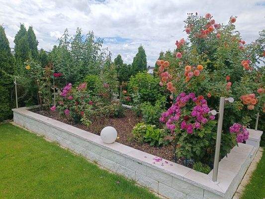 Hochbeet Rosen