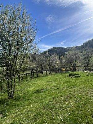 Ansicht Wiese / Weide