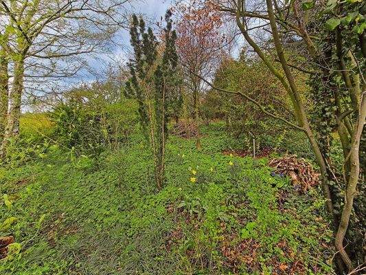 Hinterer Gartenbereich