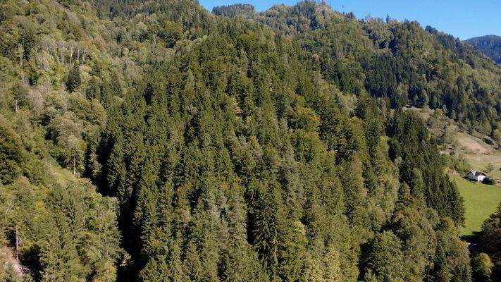 7 zugehörige Waldfläche