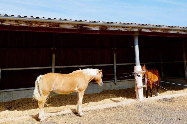 Liegefläche Offenstall