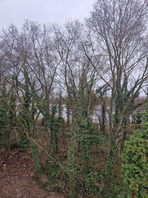 Bobenheim-Roxheim Wohnungen, Bobenheim-Roxheim Wohnung mieten