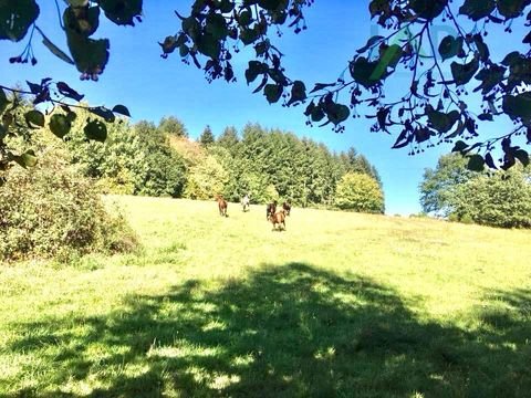 Adelmannsfelden Bauernhöfe, Landwirtschaft, Adelmannsfelden Forstwirtschaft