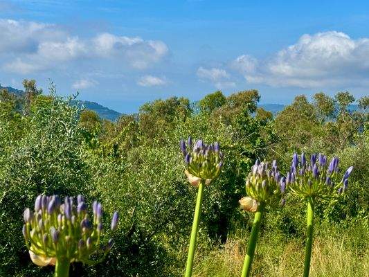 PE974_23 TERRA ITALIA IMMOBILIEN_LIGURIEN_VILLA_SW