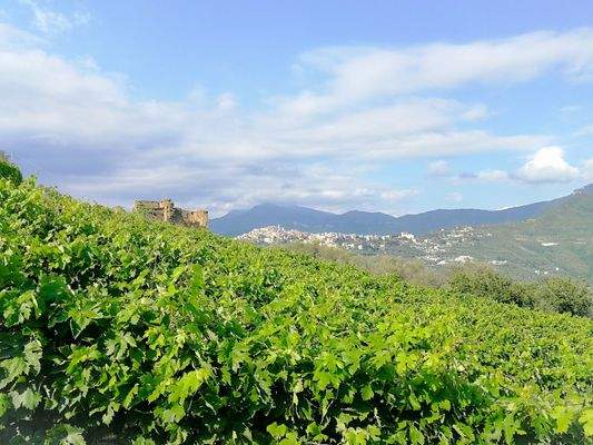 PE672_20 TERRA ITALIA IMMOBILIEN_LIGURIEN_WEINGUT_