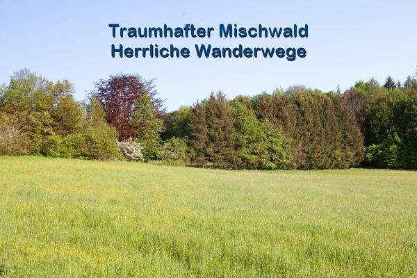 08-Mischwald