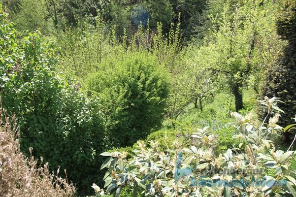 Garten.jpg
