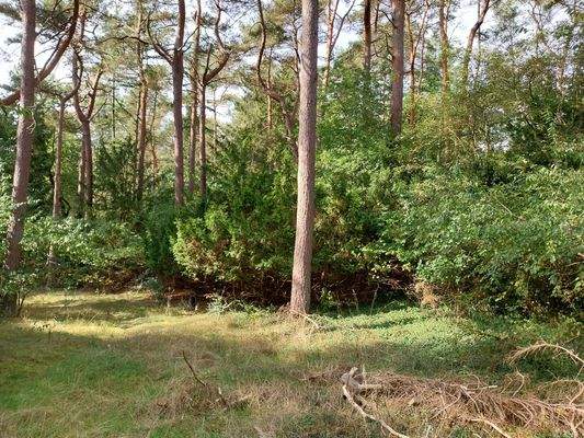 Blick in das Grundstück 