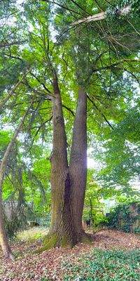 Impression Baumbestand