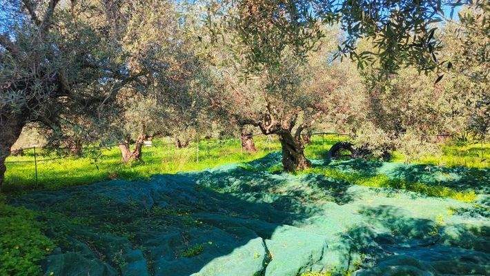 Kreta, Drapanias: Neubauhaus inmitten von Olivenhainen in Strandnähe zu verkaufen