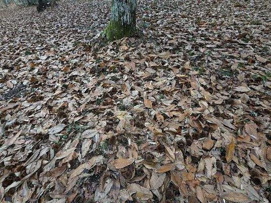 C1092C69-7B7D-41A3-8A01-61CC3BA66252_1_102_o