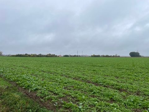 Wallersdorf / Haidenkofen Bauernhöfe, Landwirtschaft, Wallersdorf / Haidenkofen Forstwirtschaft