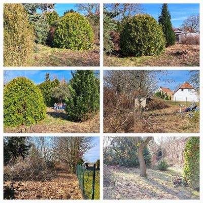 Koniferen hinterer Teil