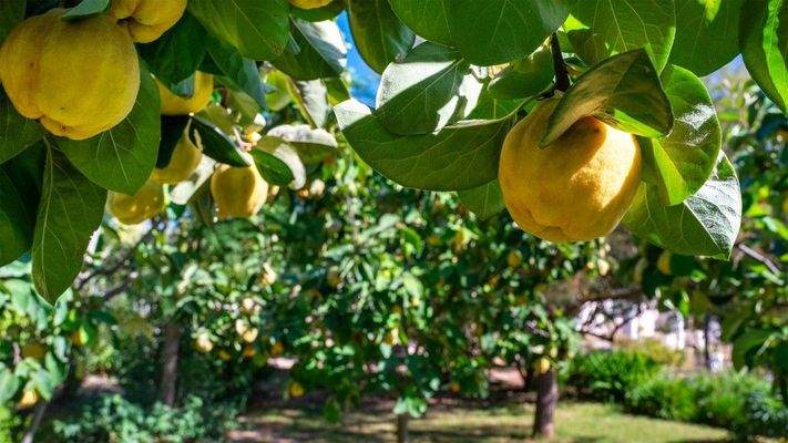 Binissalem Mallorca Finca zu verkaufen Garten BHHS-BAL-1061