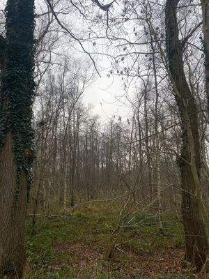 Der Bestand wächst ins Geld!.jpg