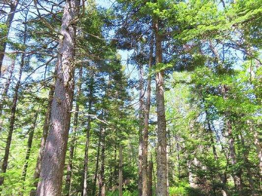 Cape Breton - Ideal für´s Kapital - Einzigartiges 