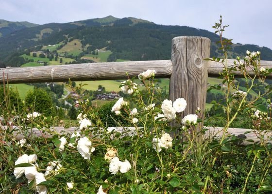 Ausblick