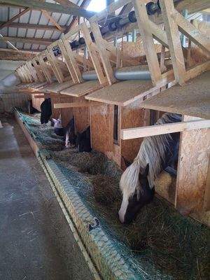 Automatische Fütterungsanlage