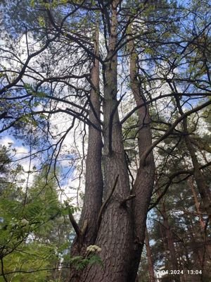 großer Baum