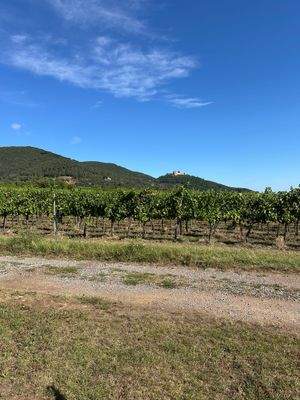 Grundstück Maikammer mit HUF Bauprojekt (2).jpeg