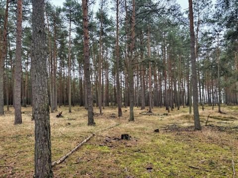 Trebel Bauernhöfe, Landwirtschaft, Trebel Forstwirtschaft