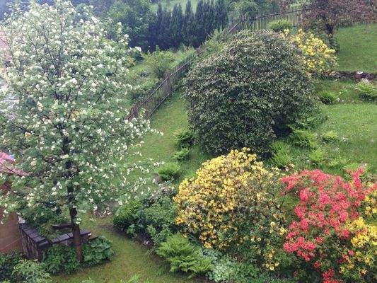 Garten mit Bäumen und Büschen