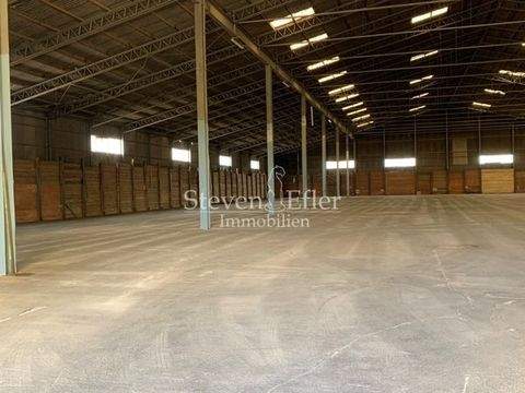 Bamberg Halle, Bamberg Hallenfläche