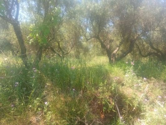 Kreta, Maleme: Grundstück mit Meerblick innerhalb des Stadtplans zu verkaufen