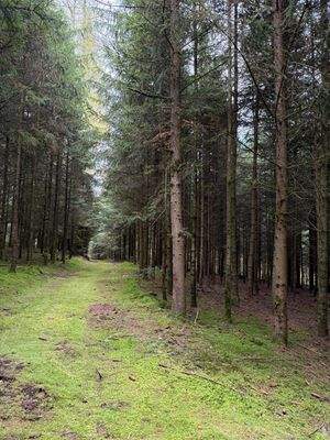 Blick in den Wald 2.JPG