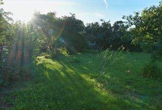 Abendstimmung im Garten.JPG