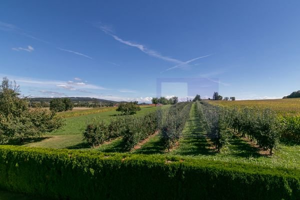 Ausblick ins Grüne