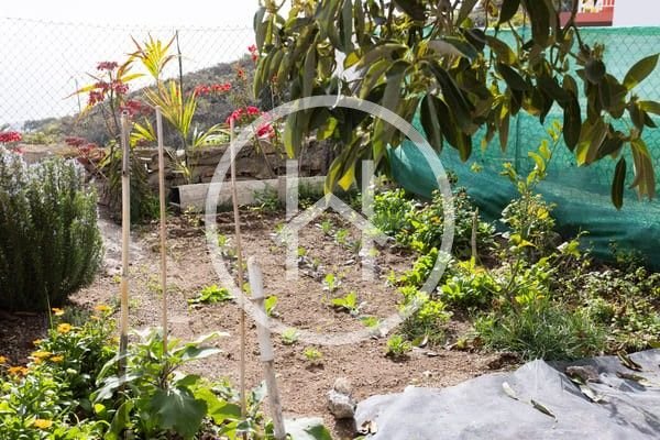 032_Finca_Fasnia_Tizina.jpeg