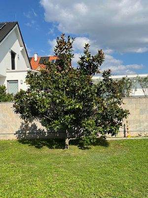 Magnolien-Baum.jpg