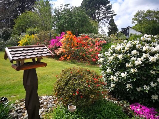 Blumenblüte Sommer