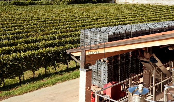 14ha grosses Weingut in der Valpolicella bei Verona - Gardasee