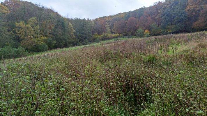 Wiese für Pferdehaltung.jpg