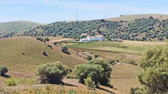 2319LC Andalusien, Provinz Sevilla, Montellano - grosse Finca zu verkaufen