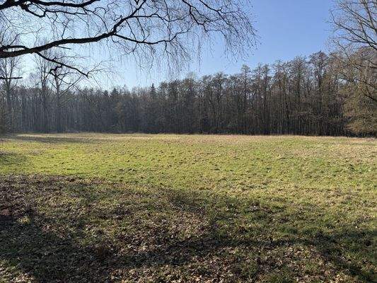 Grünfläche - ideal für eine Tierhaltung